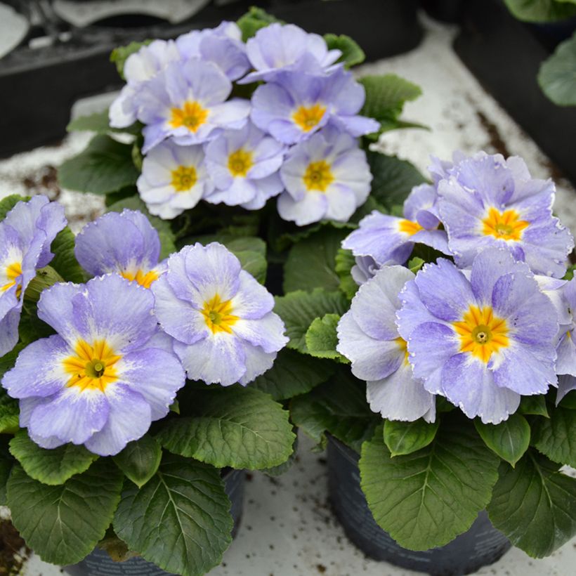 Primavera Porcelain Blue - Primula (Hábito)