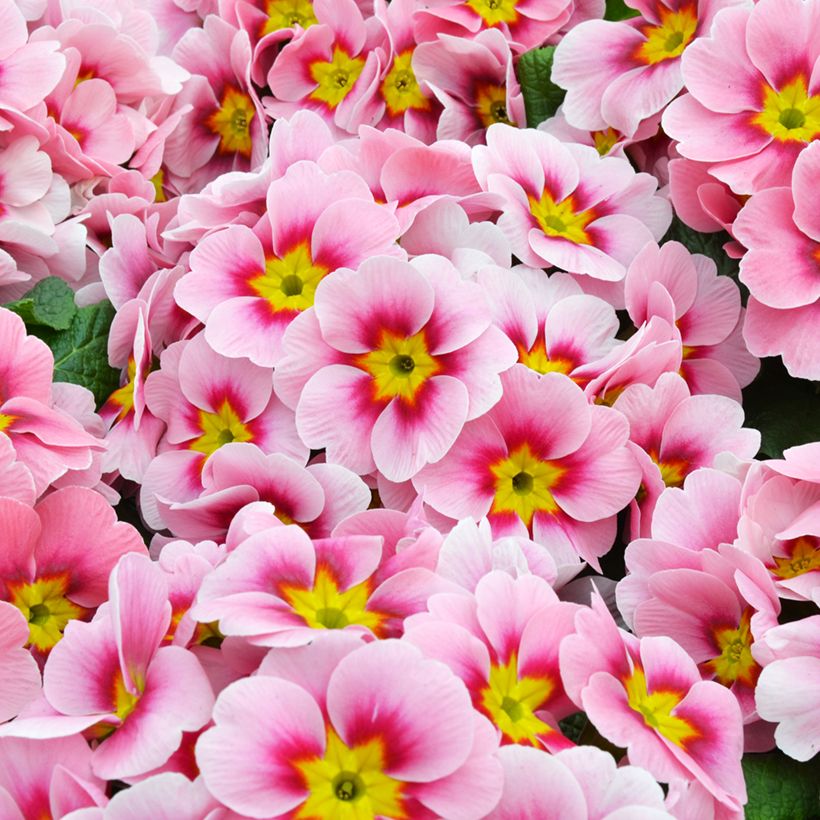 Primavera Ringostar Cherryblossom - Primula acaulis (Floração)