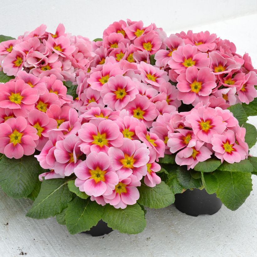 Primavera Ringostar Cherryblossom - Primula acaulis (Hábito)