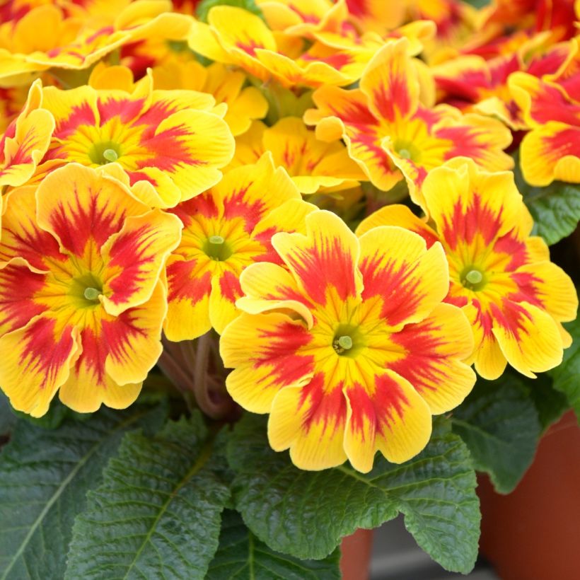 Primavera Starfire - Primula (Floração)