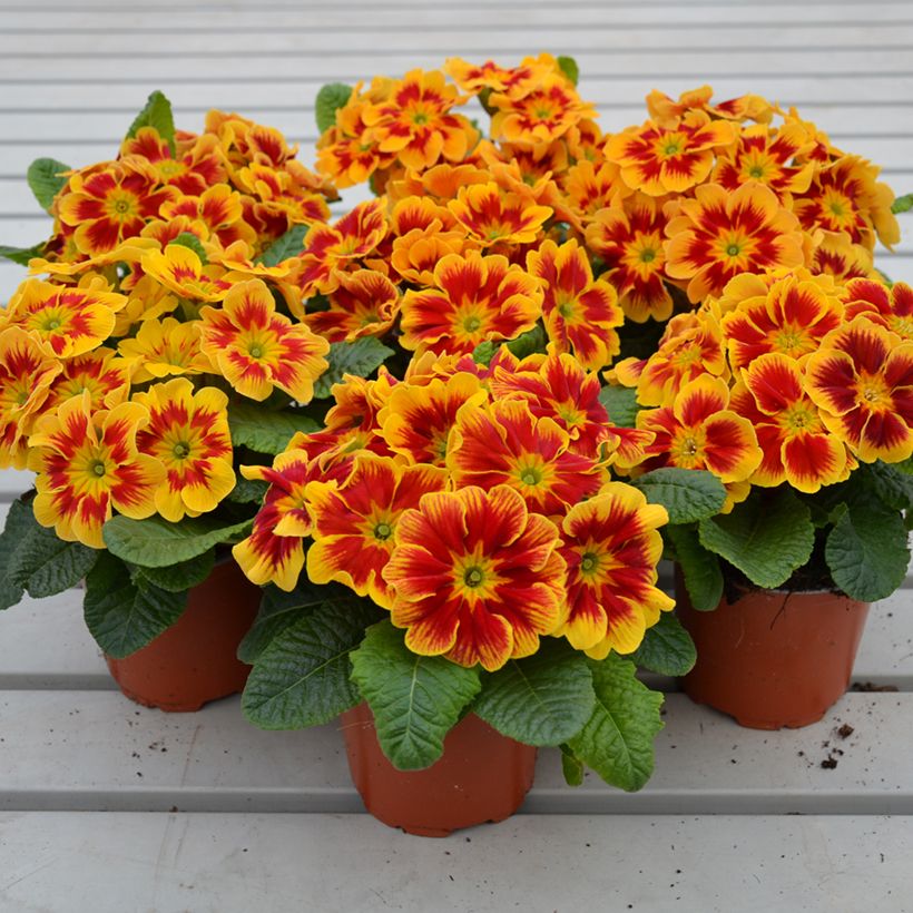 Primavera Starfire - Primula (Hábito)