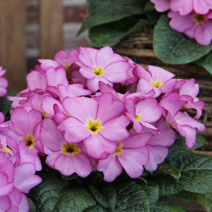 Primavera Woodland Rose - Primula acaulis (Floração)