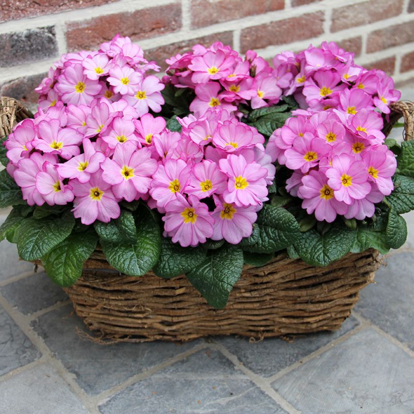 Primavera Woodland Rose - Primula acaulis (Hábito)