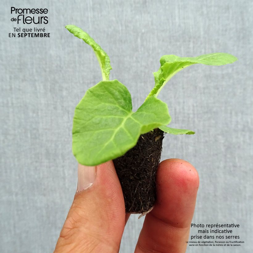 Amostra de Primevère Crescendo en mélange Mini-motte - Primula elatior Mini-motte Ø 1,5/2,5 cm tal como entregue no outono