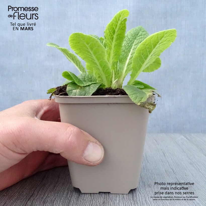 Amostra de Primavera Elizabeth Killelay Vaso de 8/9 cm tal como entregue na primavera