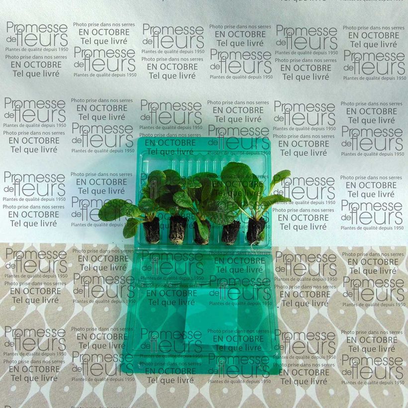 Exemplo de amostra de Primevère F1 Starflame mélange  Mini-motte Ø 1,5/2,5 cm tal como entregue