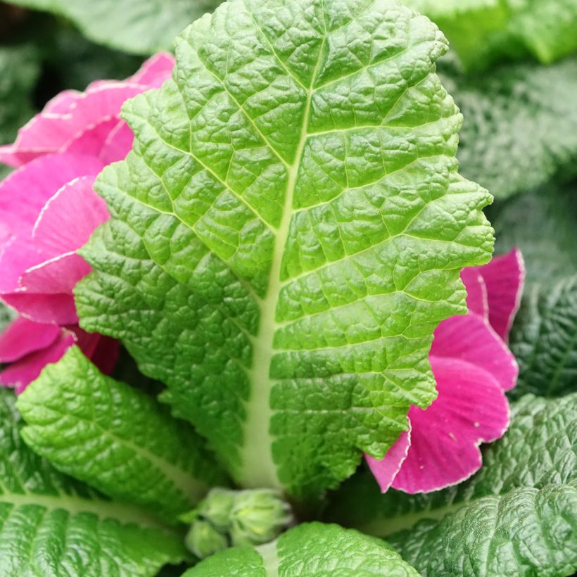 Primula acaulis Plums & Custard (Folhagem)
