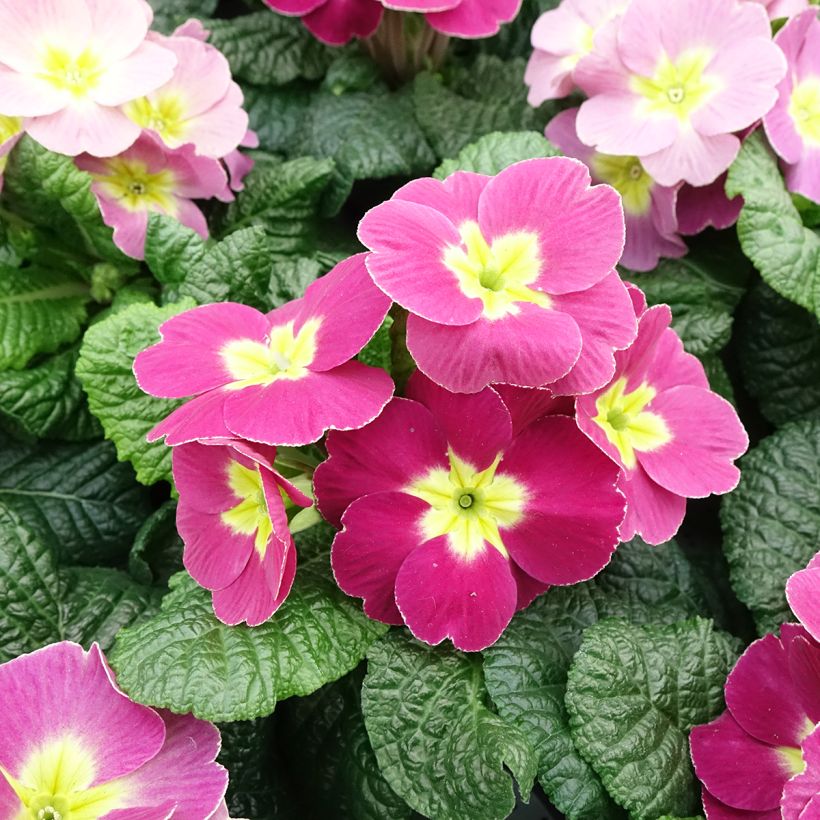 Primula acaulis Plums & Custard (Floração)