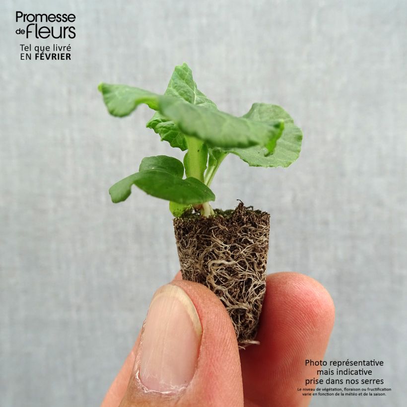 Amostra de Primevère - Primula elatior Black Laced Mini-motte Ø 1,5/2,5 cm tal como entregue no outono