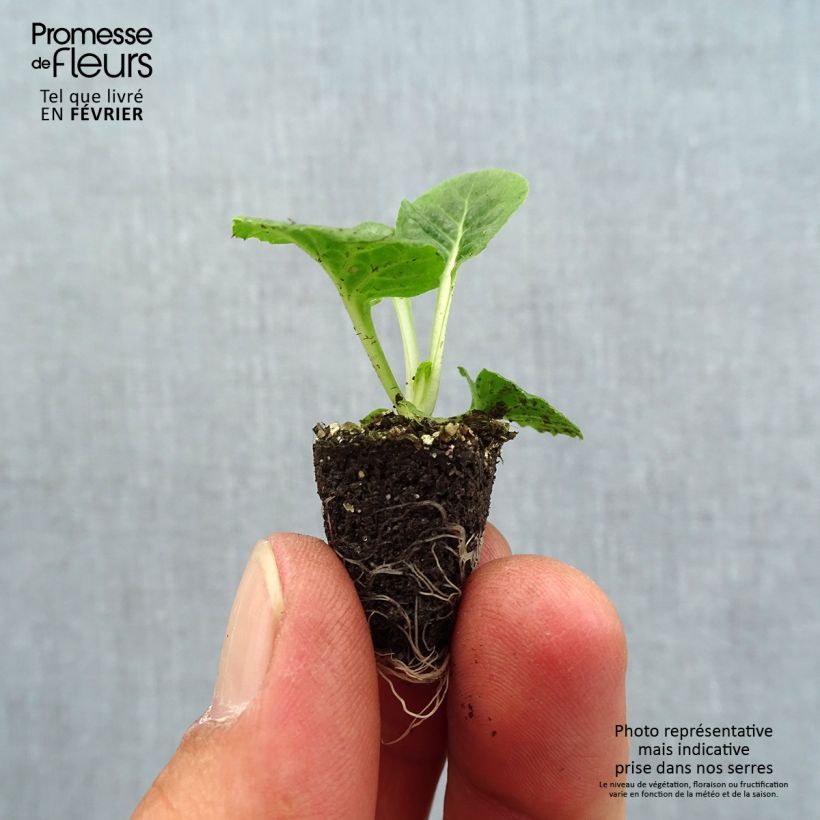 Amostra de Primevère - Primula acaulis Lipstick Mini-motte Ø 1,5/2,5 cm tal como entregue no outono