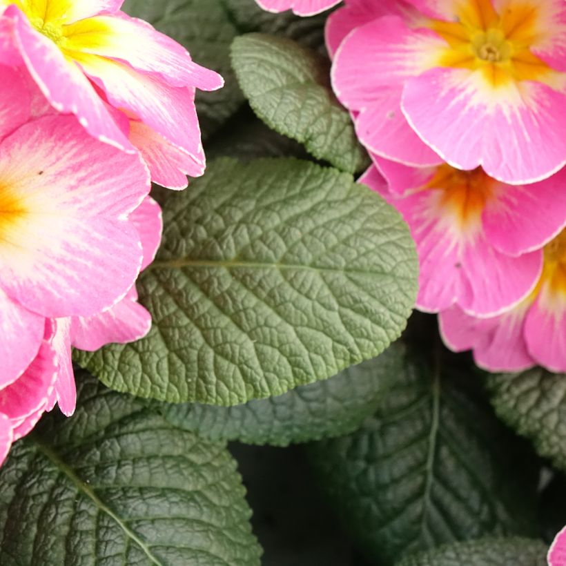 Primavera Lipstick (Folhagem)