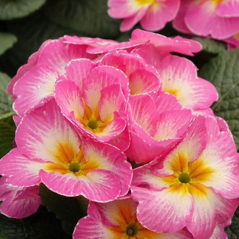 Primavera Lipstick (Floração)