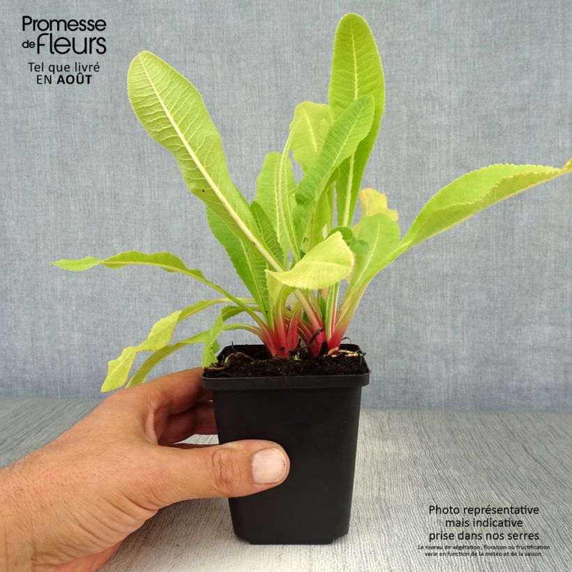 Amostra de Prímula denticulata Alba Vaso de 8/9 cm tal como entregue no verão
