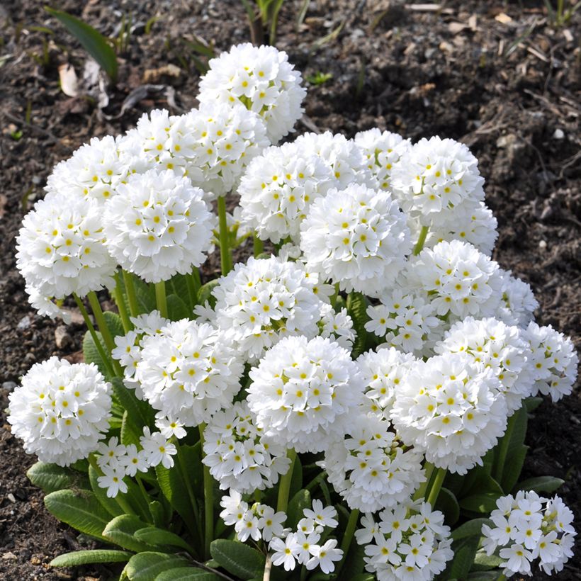 Prímula denticulata Alba (Hábito)