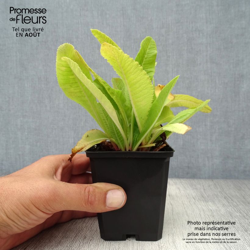 Amostra de Prímula denticulata Cashmiriana Vaso de 8/9 cm tal como entregue no verão