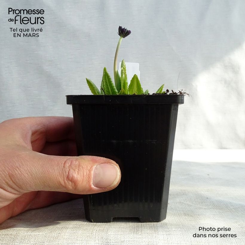 Amostra de Primevère - Primula denticulata Cashmiriana Vaso de 8/9 cm tal como entregue no inverno