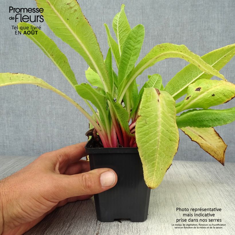 Amostra de Prímula denticulata Rubin Vaso de 8/9 cm tal como entregue no verão