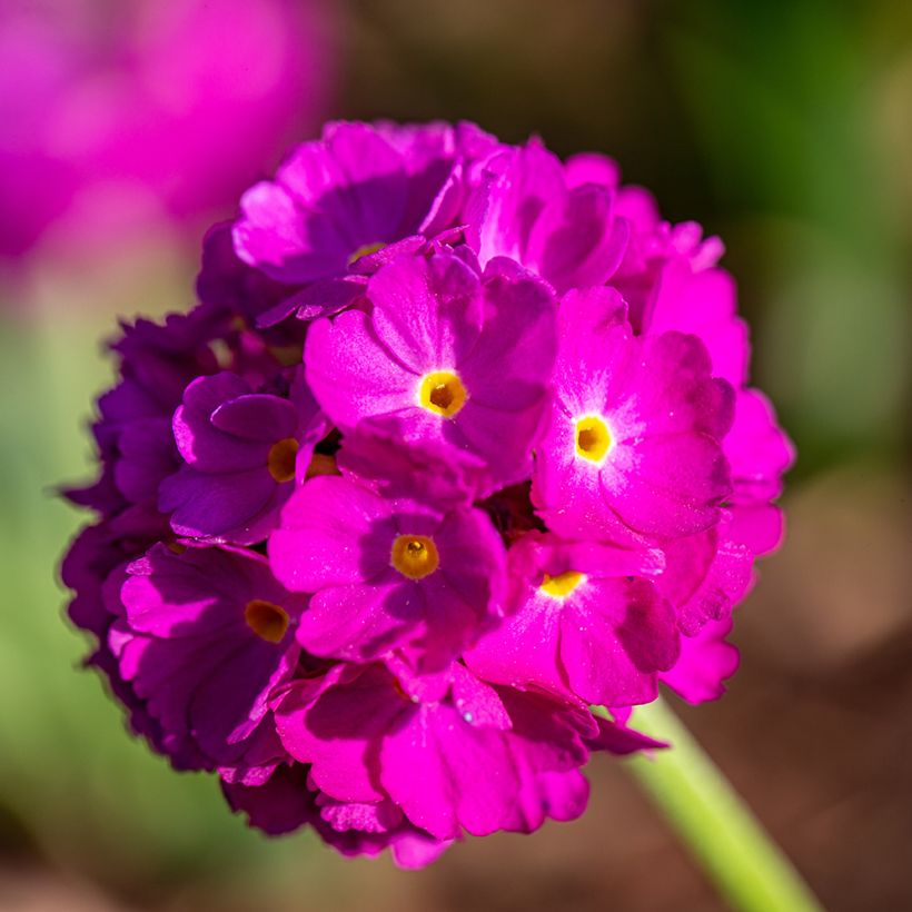 Prímula denticulata Rubin (Floração)