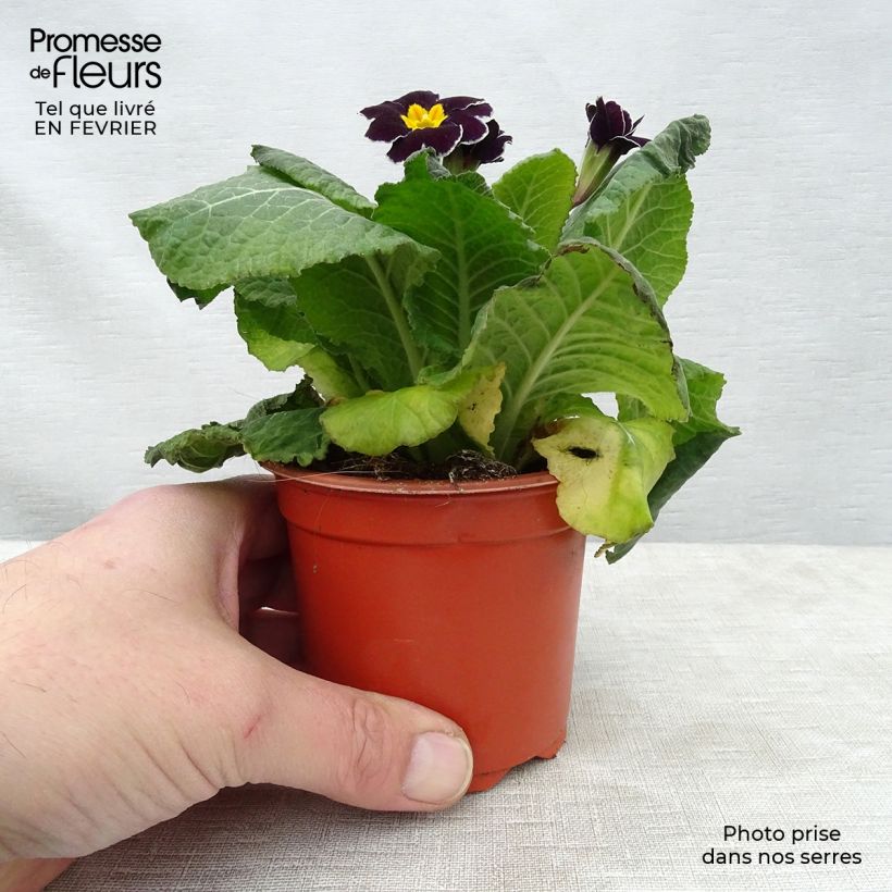 Amostra de Primevère - Primula elatior Black Laced Godet de 8/9 cm tal como entregue no inverno