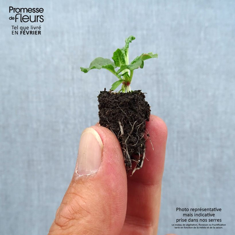 Amostra de Primevère - Primula elatior Colibri Aztec Gold Mini-motte Ø 1,5/2,5 cm tal como entregue no outono