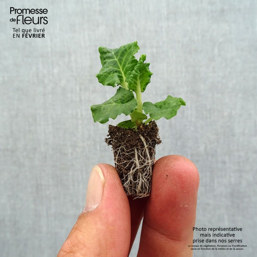 Amostra de Primevère - Primula elatior Colibri Light Yellow Mini-motte Ø 1,5/2,5 cm tal como entregue no outono