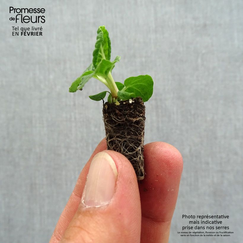 Amostra de Primevère - Primula elatior Colibri Red Shades Mini-motte Ø 1,5/2,5 cm tal como entregue no outono