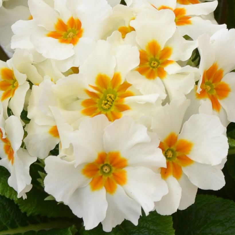 Primula elatior Colibri Branco (Floração)