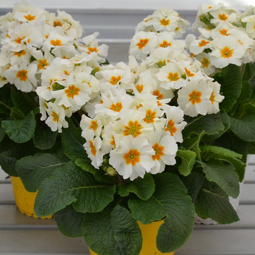 Primula elatior Colibri Branco (Hábito)