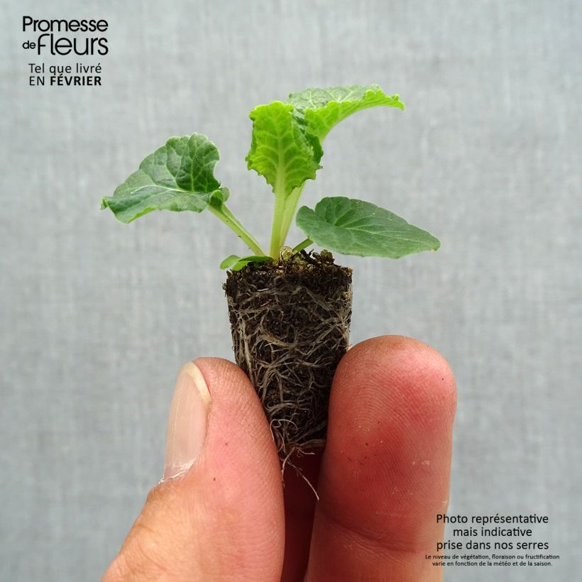 Amostra de Primevère - Primula elatior Colibri White Mini-motte Ø 1,5/2,5 cm tal como entregue no outono