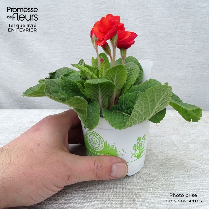 Amostra de Primevère - Primula elatior Cottage Shades Godet de 8/9 cm tal como entregue no inverno