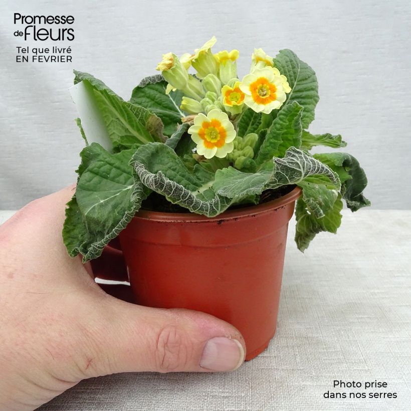 Amostra de Primevère - Primula elatior Cream Orange Eye Godet de 8/9 cm tal como entregue no inverno