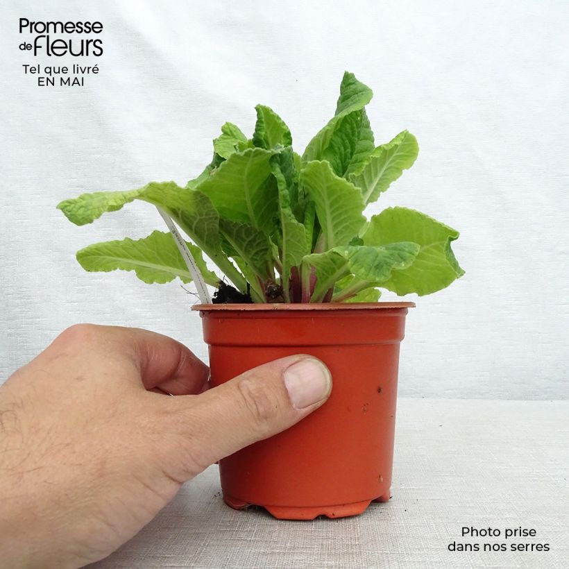 Amostra de Primula elatior Cream Orange Eye Vaso de 8/9 cm tal como entregue na primavera