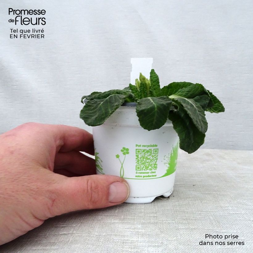 Amostra de Primevère - Primula elatior Mister Gold Laced Godet de 8/9 cm tal como entregue no inverno