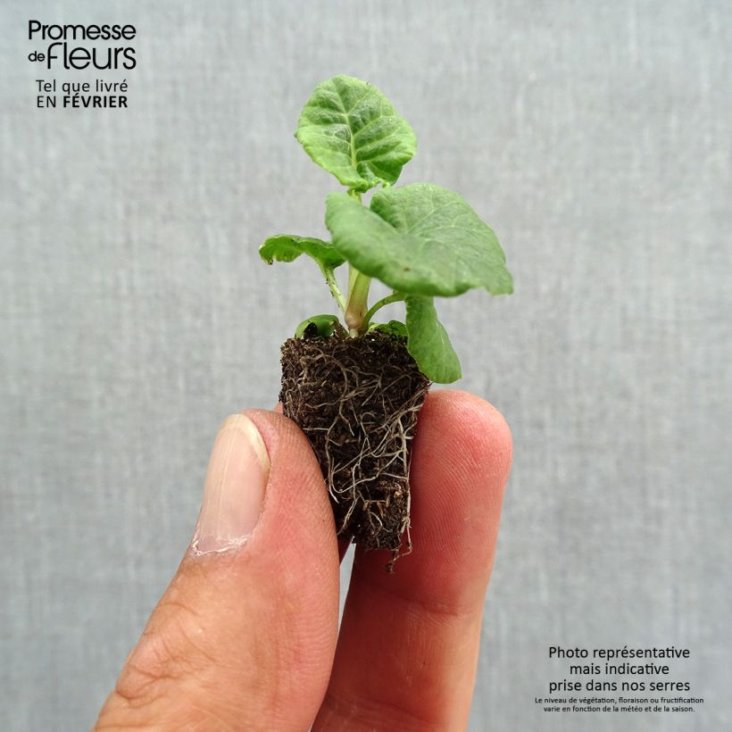 Amostra de Primevère - Primula elatior Mister Gold Laced Mini-motte Ø 1,5/2,5 cm tal como entregue no outono