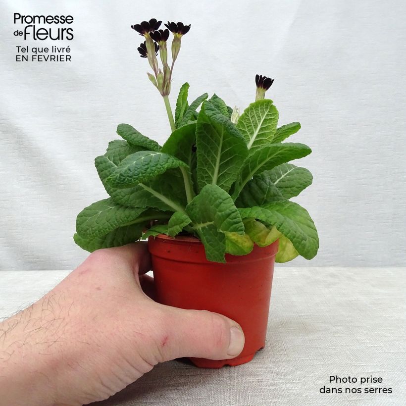 Amostra de Primevère - Primula elatior Mister Silver Laced Godet de 8/9 cm tal como entregue no inverno