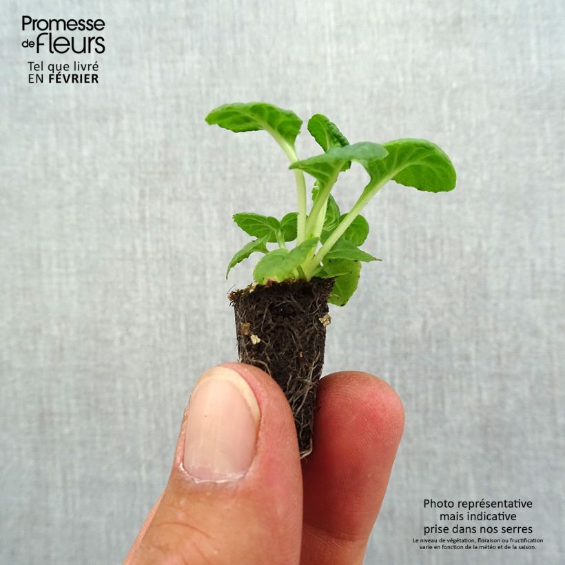 Amostra de Primevère - Primula elatior Mister Silver Laced Mini-motte Ø 1,5/2,5 cm tal como entregue no outono