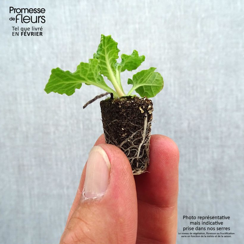 Amostra de Primevère - Primula elatior Veristar Late Blue Mini-motte Ø 1,5/2,5 cm tal como entregue no outono