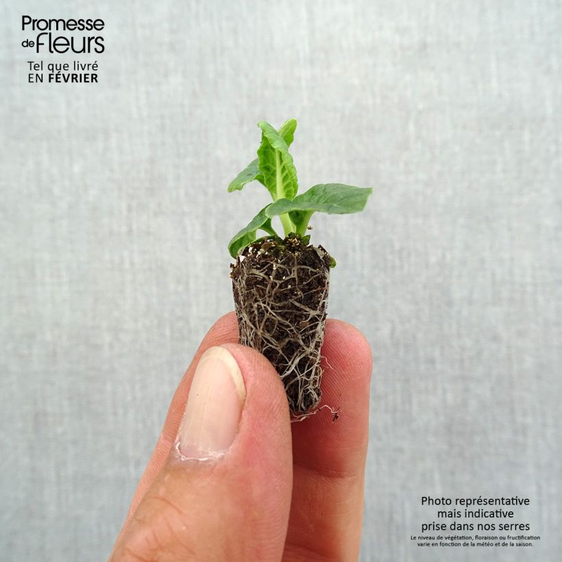 Amostra de Primevère - Primula elatior Veristar Late Marmelade Mini-motte Ø 1,5/2,5 cm tal como entregue no outono