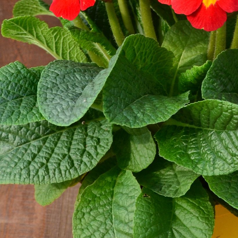 Primavera Veristar Late Red F1 (Folhagem)