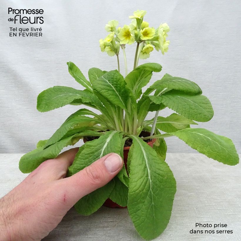 Amostra de Primevère - Primula elatior Veristar Lemon Godet de 8/9 cm tal como entregue no inverno