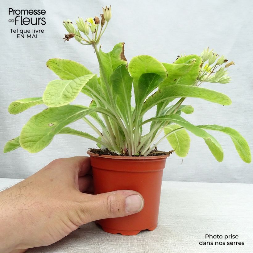Amostra de Primavera Veristar Lemon Vaso de 8/9 cm tal como entregue na primavera