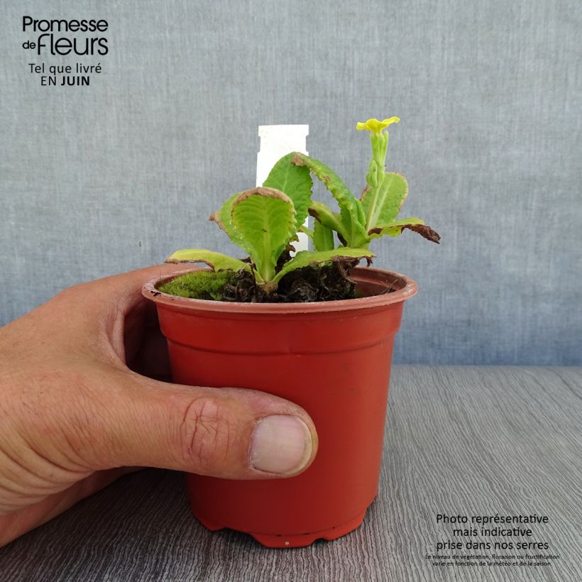 Amostra de Primavera Veristar Yellow Vaso de 8/9 cm tal como entregue no verão
