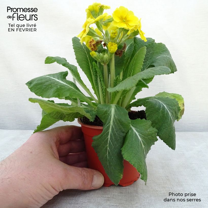 Amostra de Primevère - Primula elatior Veristar Yellow Godet de 8/9 cm tal como entregue no inverno