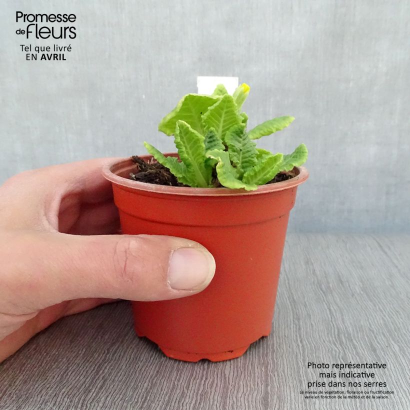 Amostra de Primavera Veristar Yellow Vaso de 8/9 cm tal como entregue na primavera