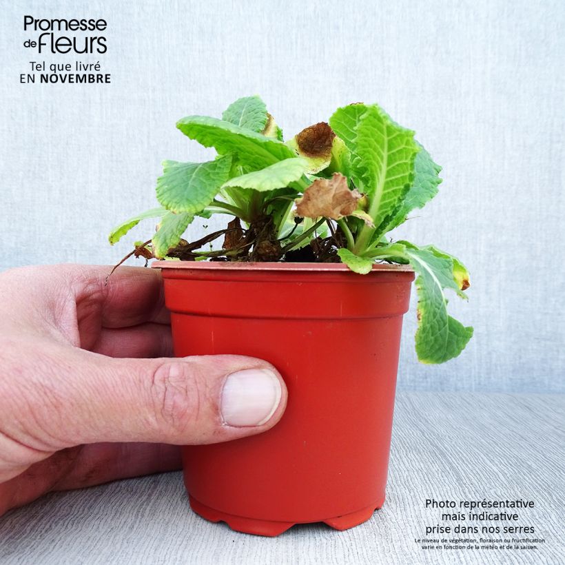 Amostra de Primavera Veristar Yellow Vaso de 8/9 cm tal como entregue no outono