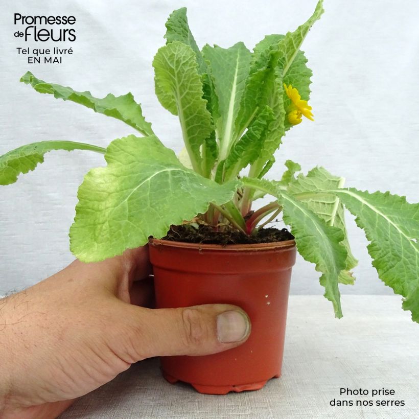 Amostra de Primavera Veristar Yellow Gold Vaso de 8/9 cm tal como entregue na primavera