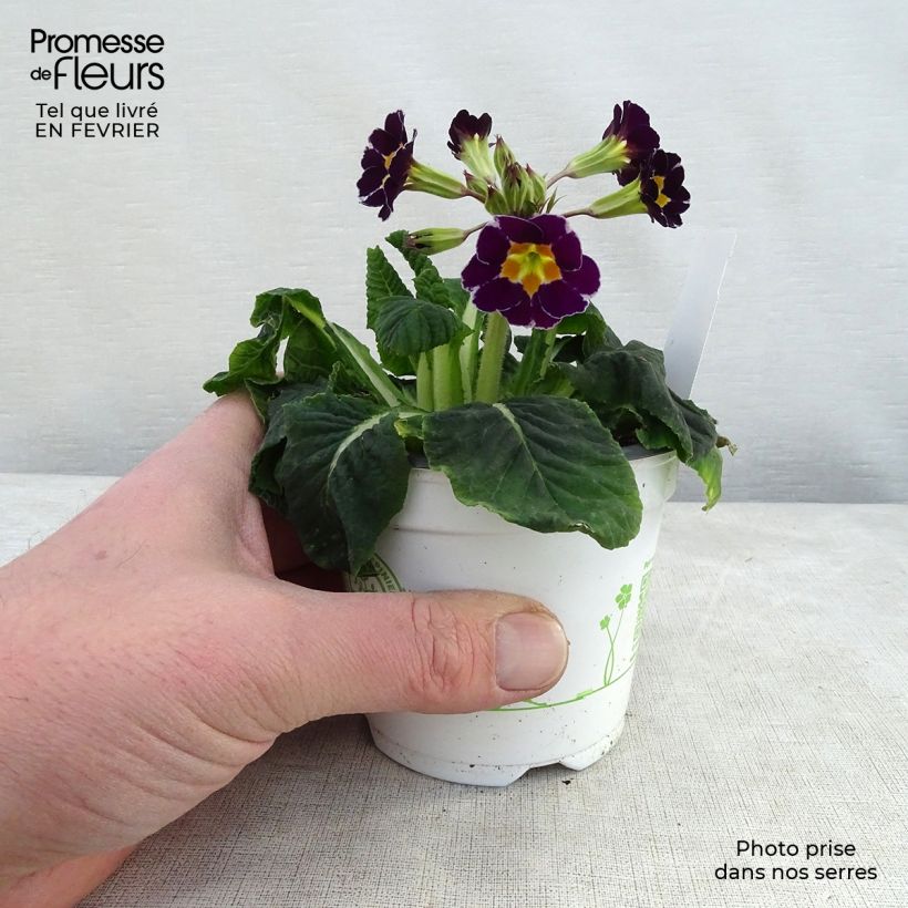 Amostra de Primevère - Primula elatior Violet Laced  Godet de 8/9 cm tal como entregue no inverno