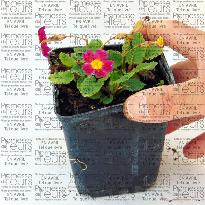 Exemplo de amostra de Primevère - Primula juliae Ideaal Vaso de 8/9 cm tal como entregue