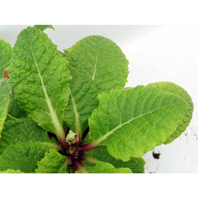 Primula polyantha Tie Dye (Folhagem)