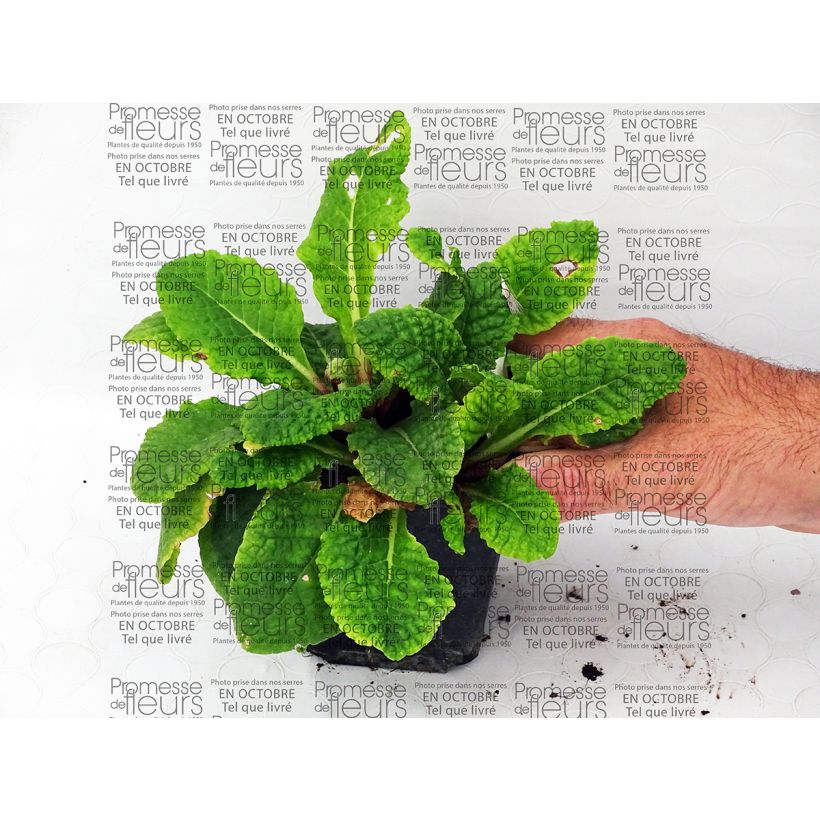 Exemplo de amostra de Primevère - Primula polyantha Tie Dye  Godet de 8/9 cm tal como entregue